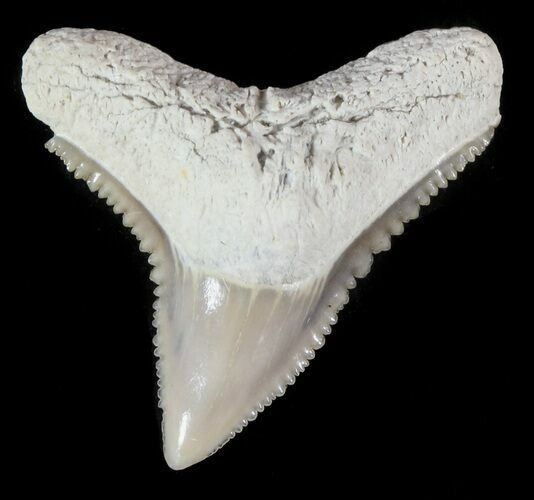 Nice, Fossil Dusky Shark Tooth - Lee Creek (Aurora), NC #47650